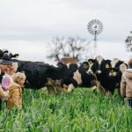 Summer chickpeas could soon be a reality for Queensland