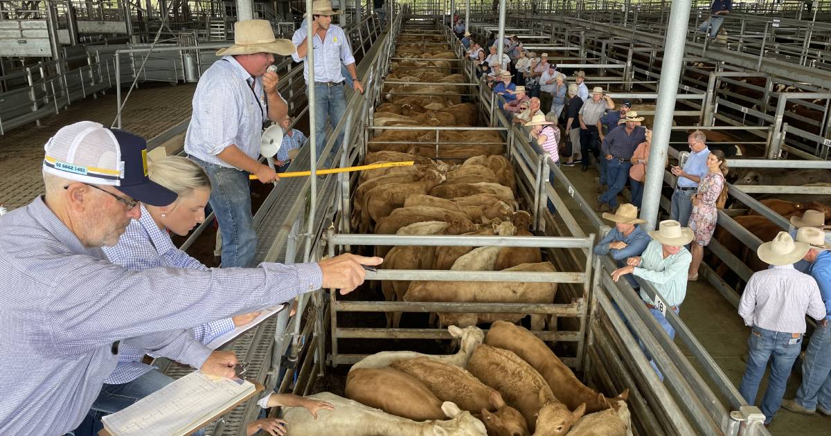 Casino saleyards fee rise draws ire of agents and vendors but council adamant it won’t subsidise private enterprise at a cost to ratepayers. | The Land