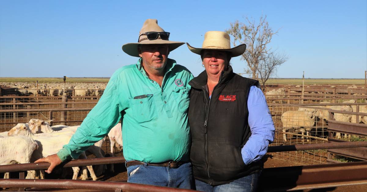 Wool leads Winton recovery