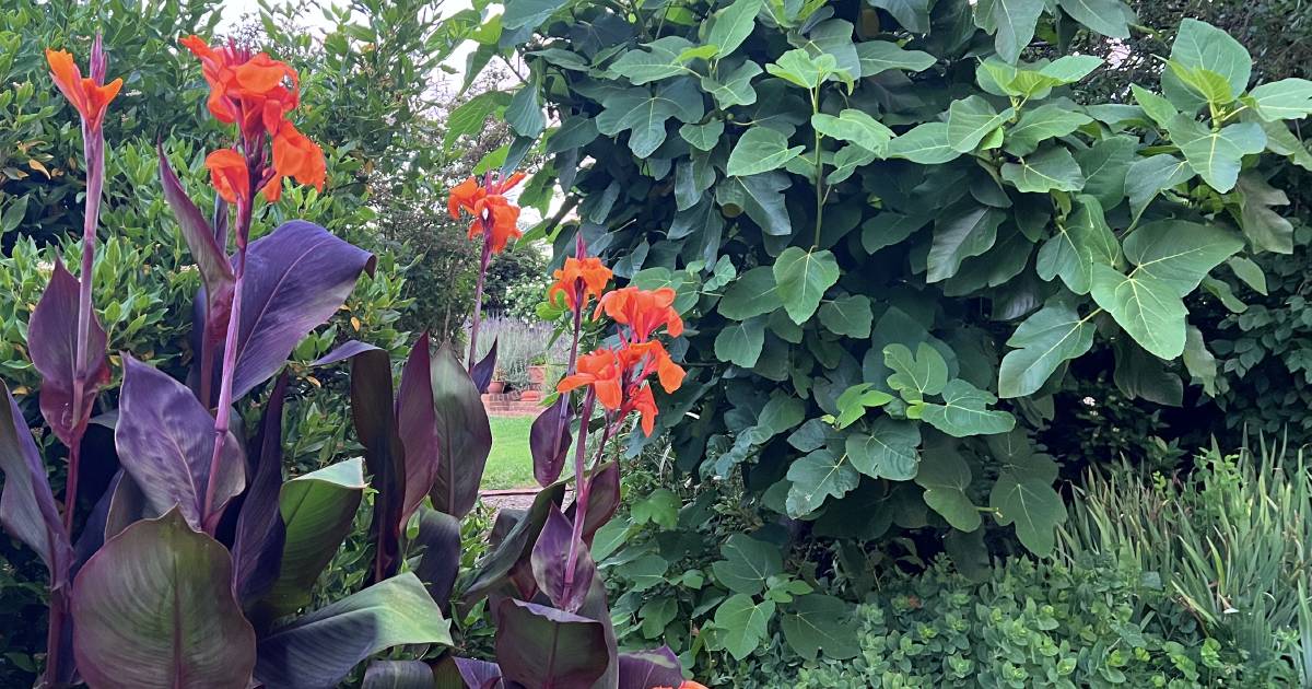 It's a canna-do attitude | In Fiona's Garden