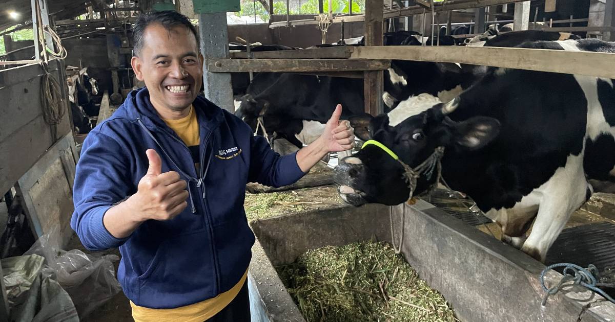 Indonesian farmers determined to rebuild after devastating FMD outbreak