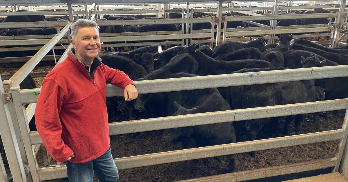 Cattle numbers up and prices down at Wodonga