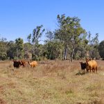 RCS Brisbane conference celebrates 30 years of thought leadership + PICTURES