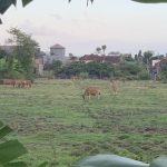 Mob of kangaroos obstructs stolen vehicle during police chase through Canberra