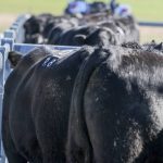 Santa cross weaner steers make $1820 at Beaudesert | Queensland Country Life