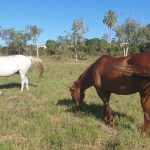 Too many delays for Kulin rail line says Liberal MP Steve Martin | Farm Weekly