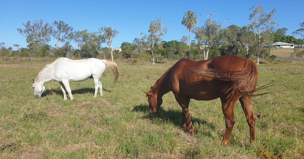 Queensland’s first Hendra case in five years in Mackay area | North Queensland Register