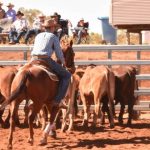 Charolais weaner steers reach 662c/$1450 at Roma store sale | Queensland Country Life