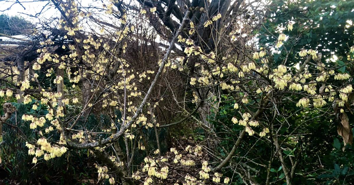 Wintersweet: a fragrance of the cooler months | In Fiona’s Garden | The Land