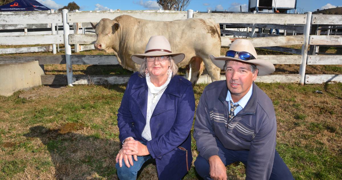 Minnie Vale Charolais meeting the market