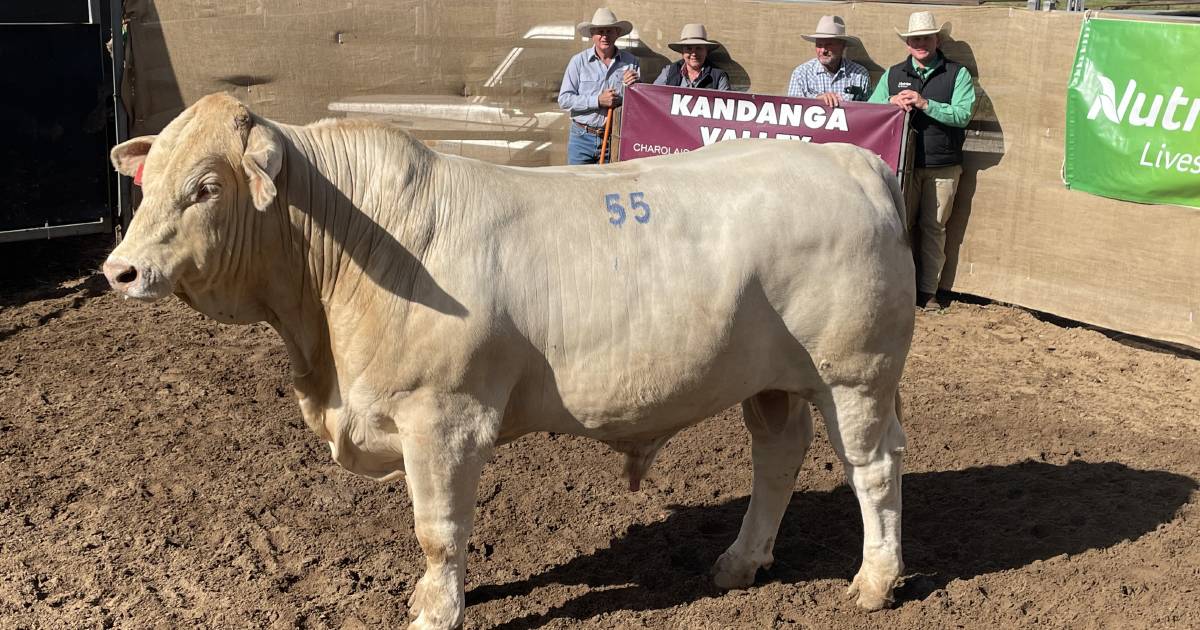 Stud records tumble at annual Kandanga Valley bull sale