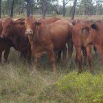 Queenslanders pay top dollar for Watasanta sires