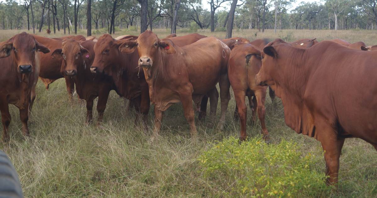 North Qld’s Camel Creek sold after auction with more than 2250 cattle | Queensland Country Life