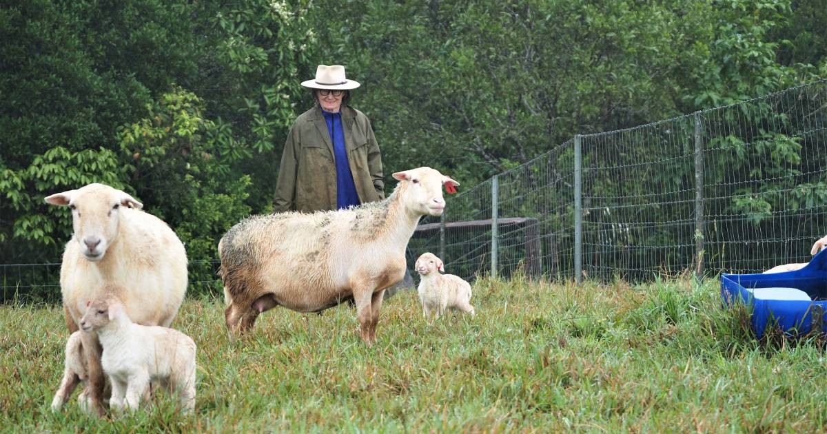 Meet the Topaz grazier diversifying into sheep