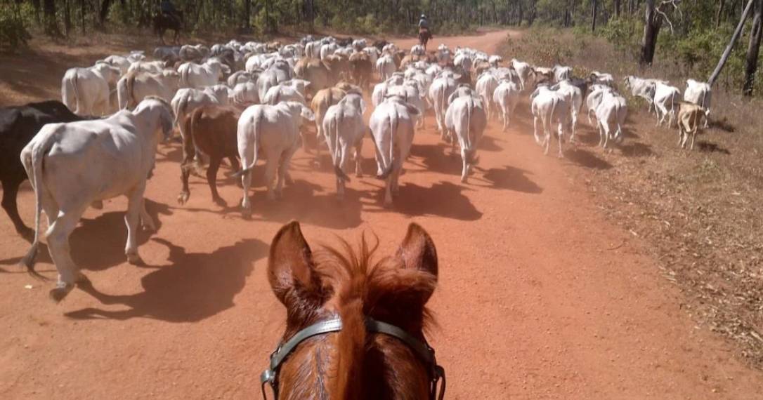 Police investigating unlawful killing of cattle in Cape York