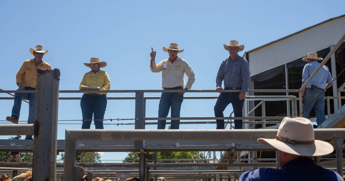 Prices remain firm in Charters Towers