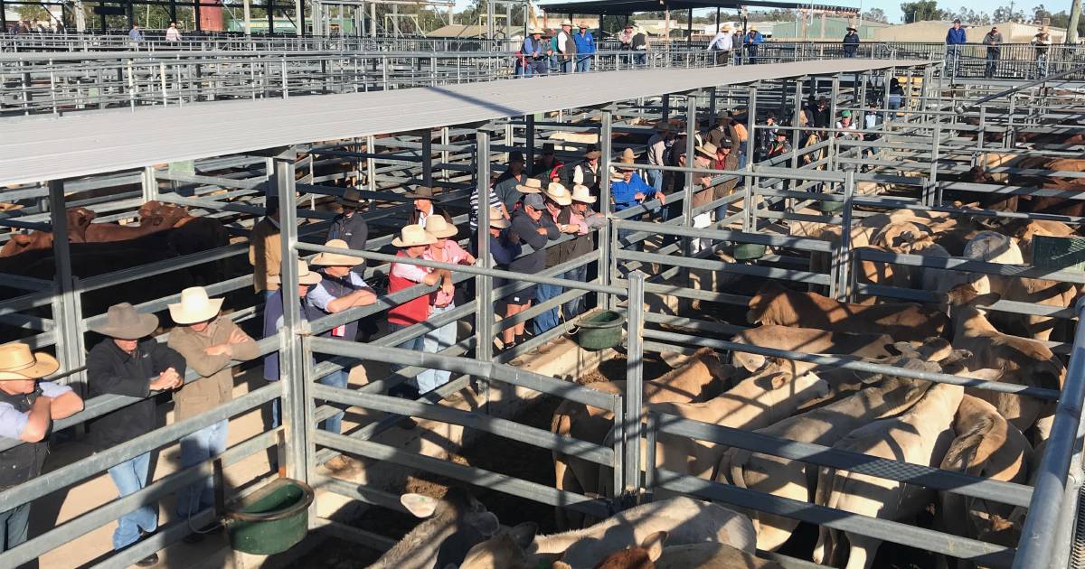 Limited lightweight cattle on offer at Emerald