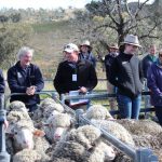 Steers reach 648c at Dalby