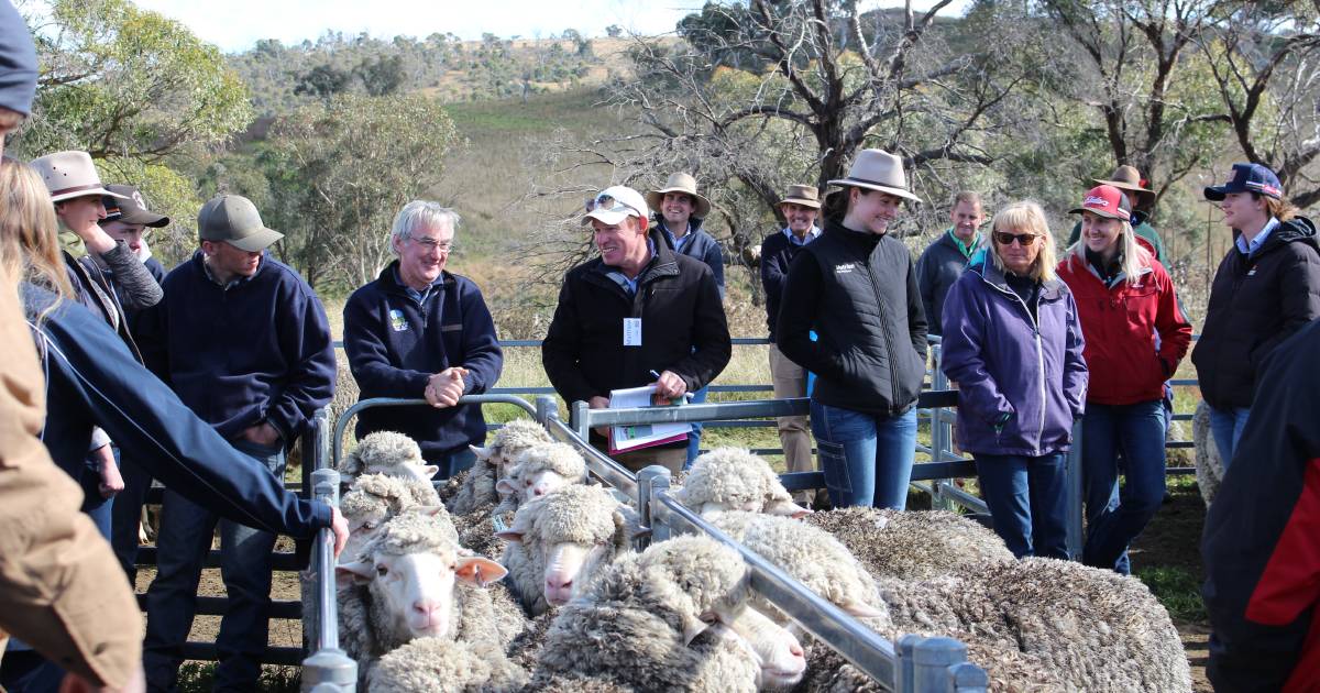 92nd Berridale Merino ewe competition| Photos