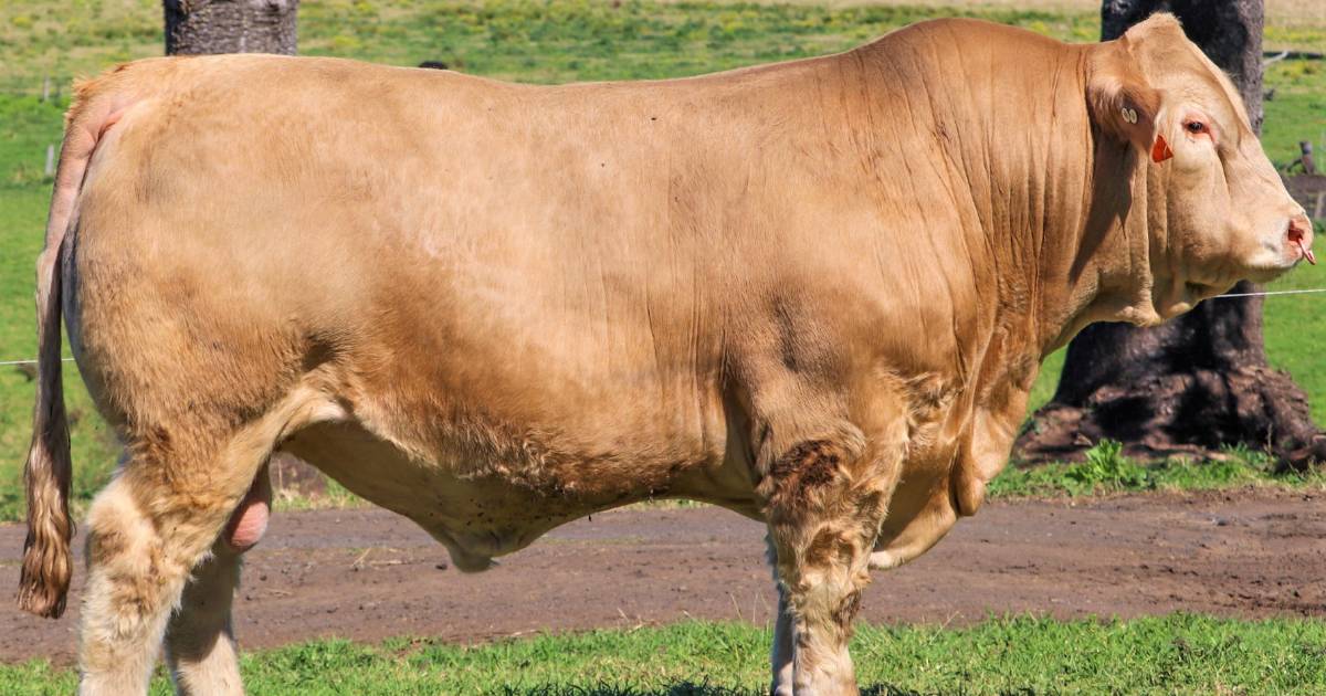 Glenlea and Calmview genetics to be offered | Queensland Country Life