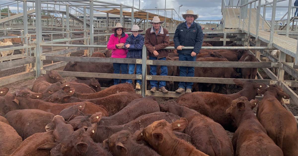 Charolais weaner steers reach 662c/$1450 at Roma store sale | Queensland Country Life