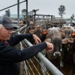 Farmgate milk prices to help offset dairy farmers’ rising input costs | The Land