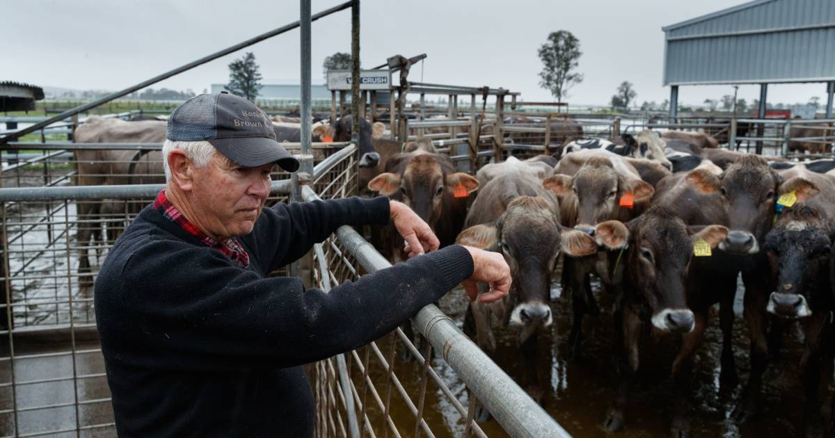 'Absolute bedlam' as Singleton farmers scrambled to move stock