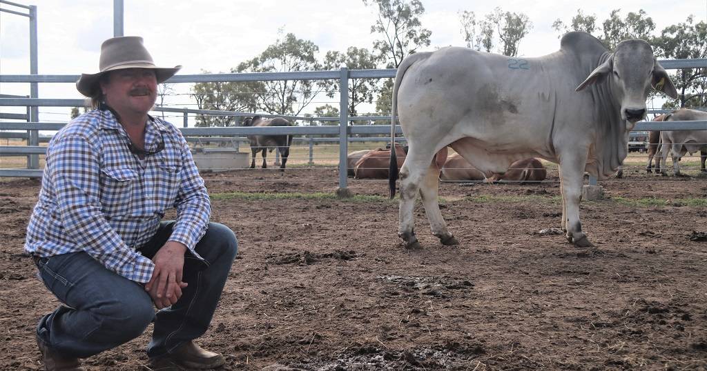 Buyers pay record money for fertility-backed ALC Brahman bulls