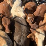 $7m climate fund injection into livestock methane supplement