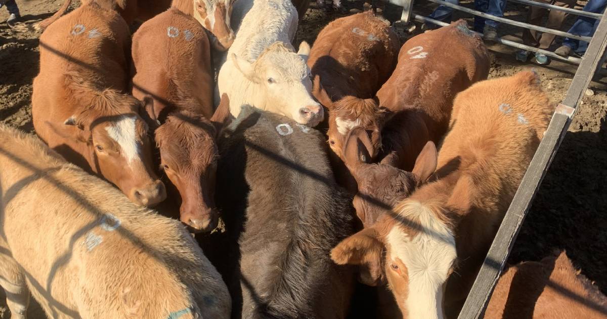 Quality weaners offered at Toogoolawah