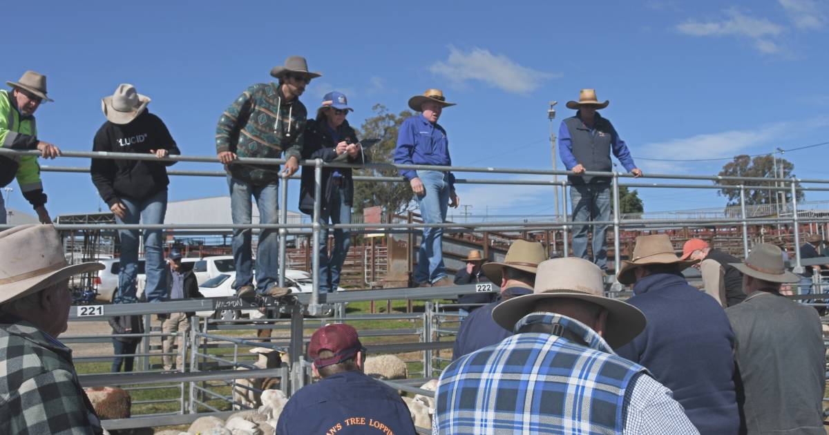 Ewes rise to $188 top in improved weekly Warwick yarding