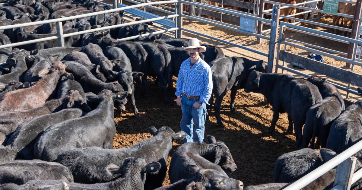 Cracking prices seen at Charters Towers special pre-weighed store sale