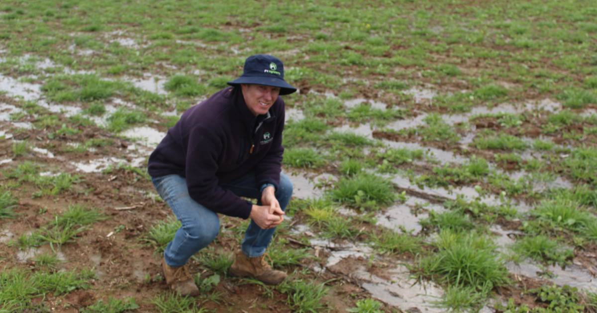 Wet weather hurting crops and livestock