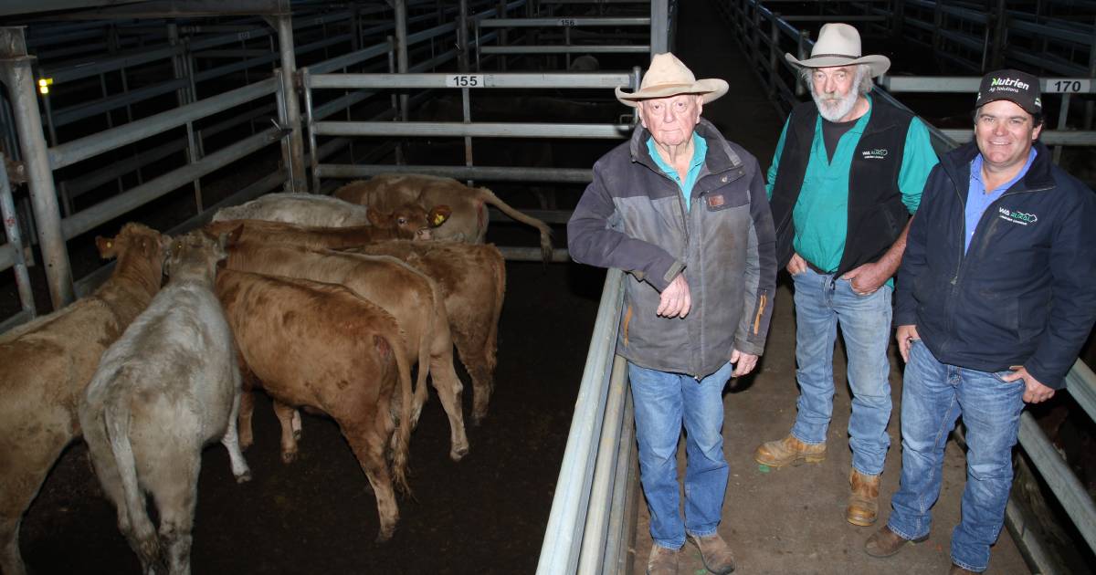 Winter store cattle selling season at the Muchea Livestock Centre begins with Nutrien Livestock sale | Farm Weekly