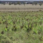 Labor promises biosecurity commission to shore up our borders | The Land