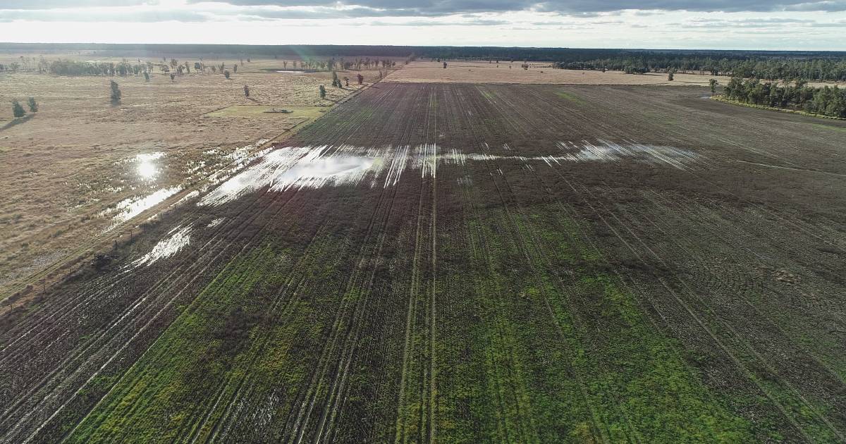 $200k crop opportunity wrecked by coal seam gas, grower says