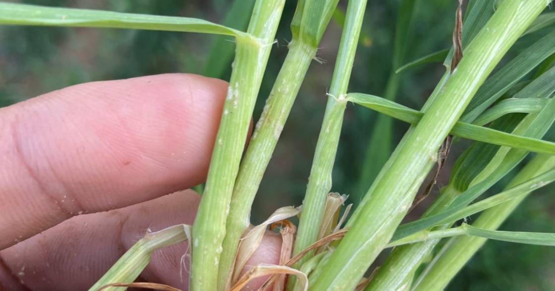 Fungal disease detected in cereals