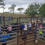 Scott introduces bill to help small cattle producers