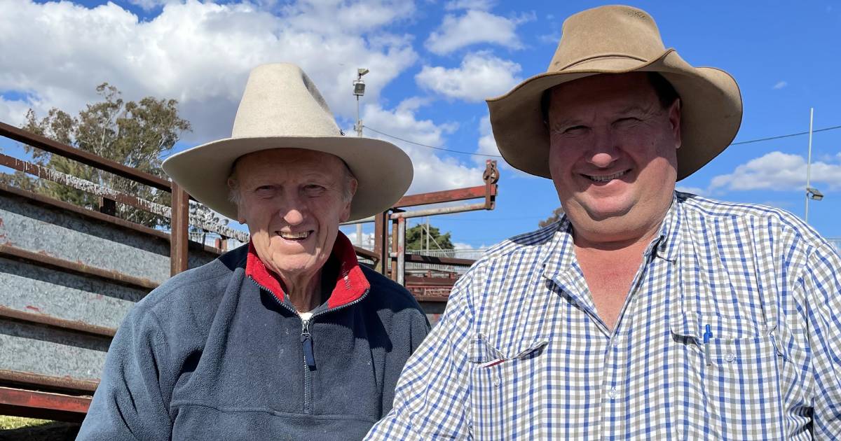 Sheep industry in the blood of two generations of Gross family