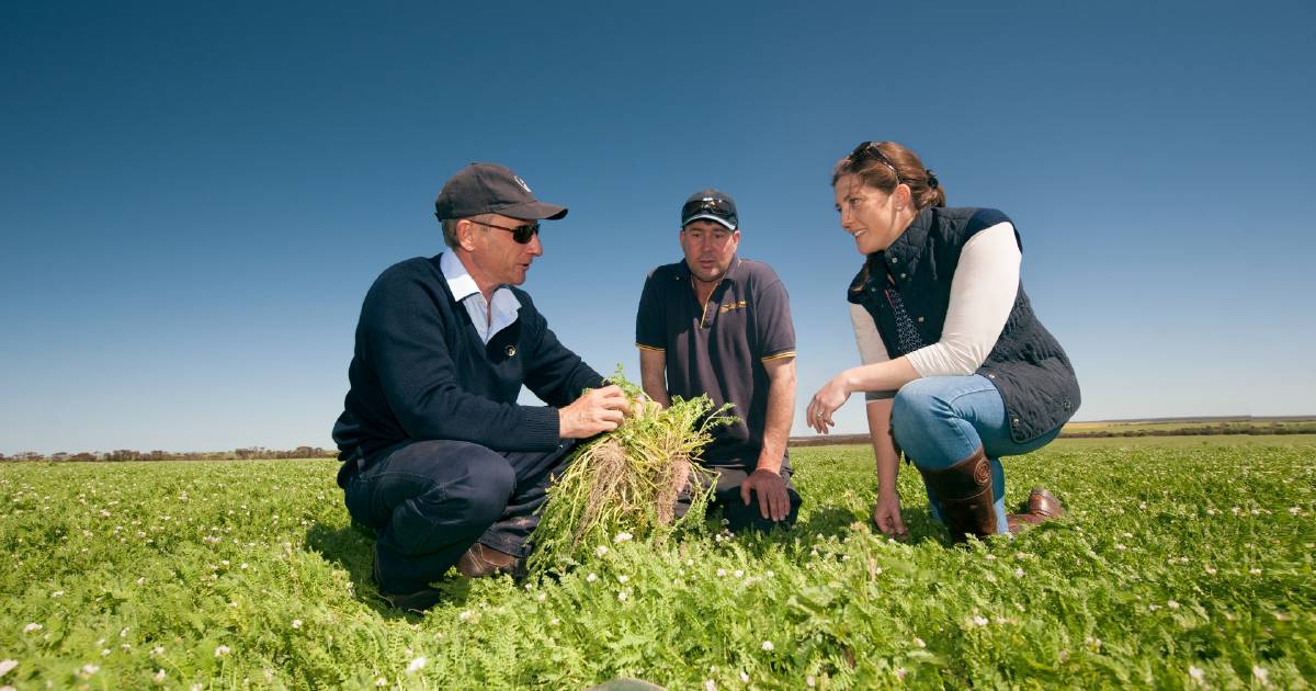 Hard-seeded pasture legumes are a game changer | Farm Weekly