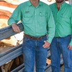 Prices ease 5 to 10 cents for all heavy export cattle at Moreton | Queensland Country Life