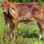 Charolais weaner steers reach 662c/$1450 at Roma store sale | Queensland Country Life