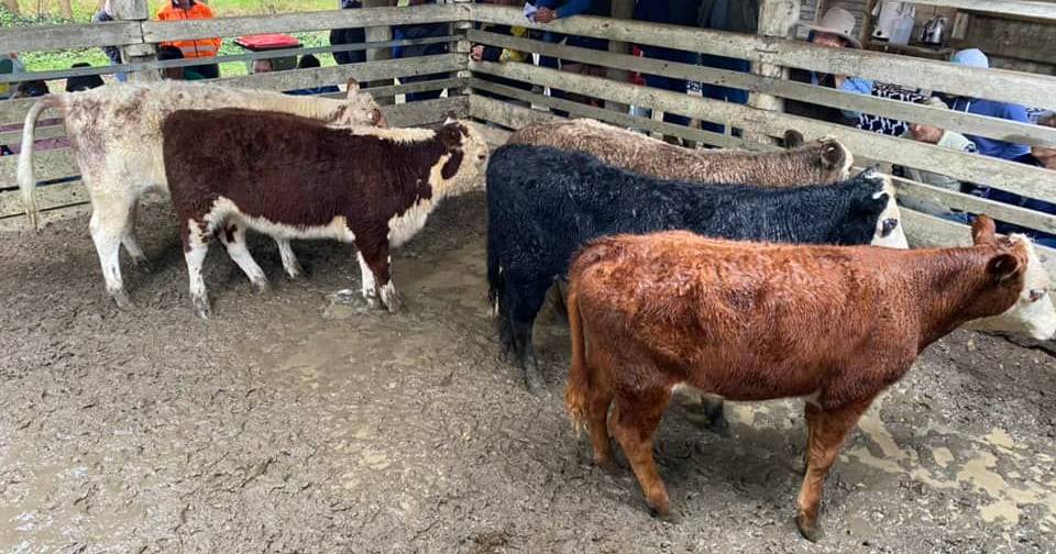 Market increases for younger cattle at Eumundi