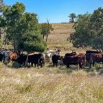 S2 Ep 23: Chris Howie & Matt Dalgleish on the rapidly changing cattle market