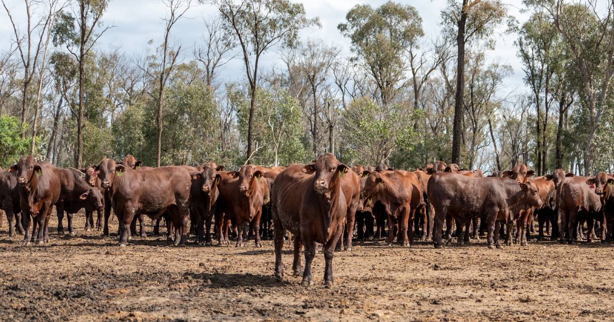 Lot feeder revealed as finalist in prestigious Qld awards