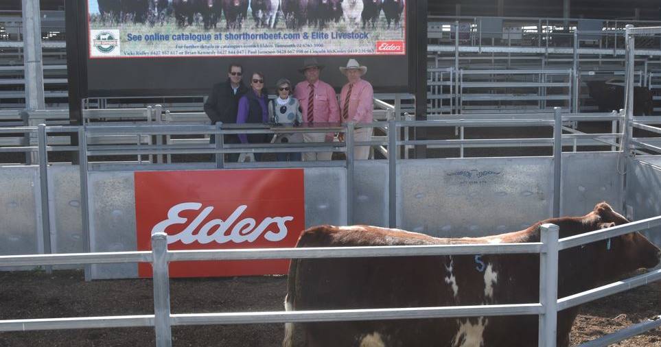 Shorthorn Spring Fling Sale celebrates full clearance of 42 bulls