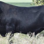 Shorthorn Spring Fling Sale celebrates full clearance of 42 bulls