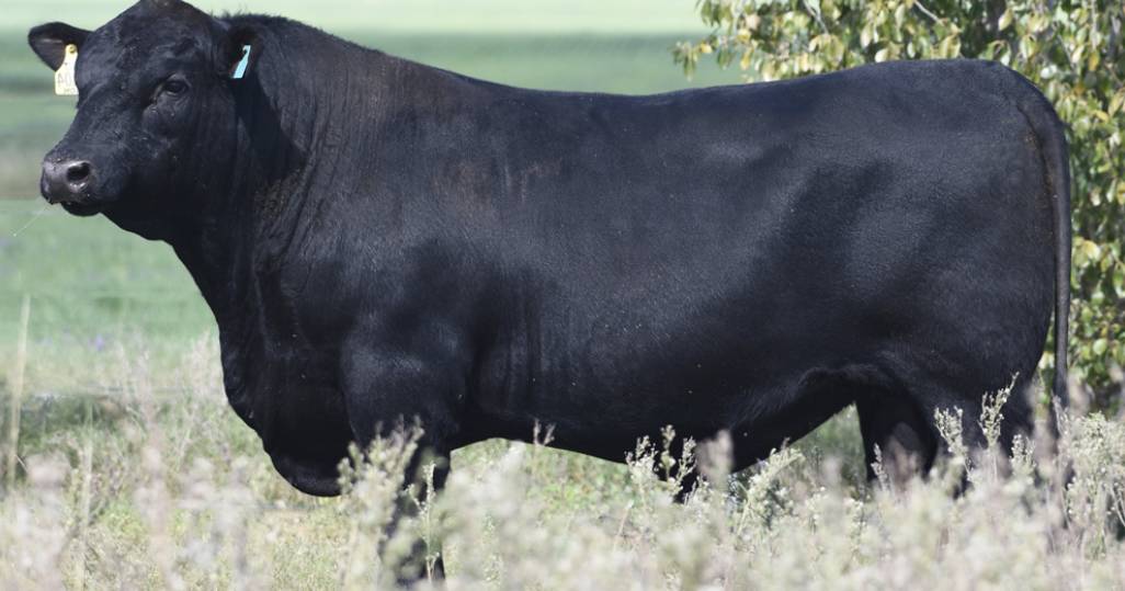 Texas Angus bull sale averages $28.055 and sets record gross of $5.68 million | The Land