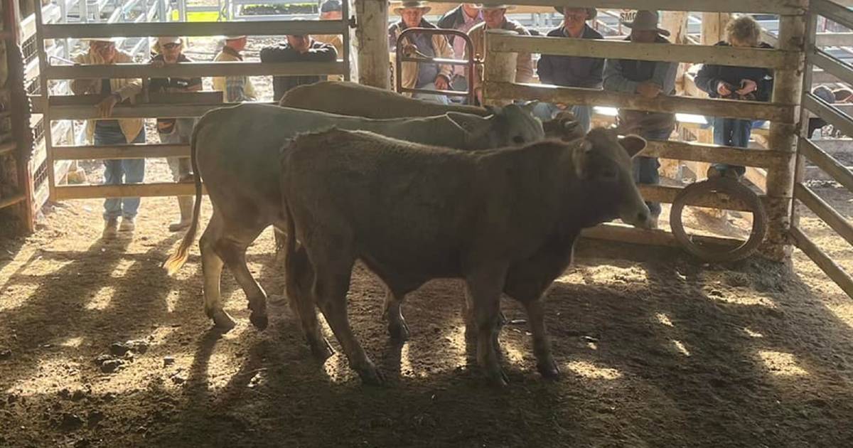 Charbray steers sell for $1795 at Laidley | Queensland Country Life