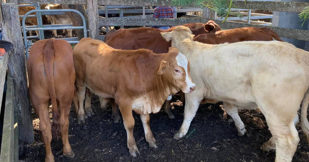 Simmental cross steer calves make $1360 at Woodford | Queensland Country Life